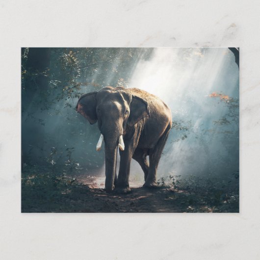 Elefant im Dschungel Postkarte (Vorderseite)