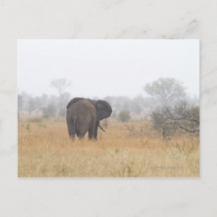 Elefant im Nebel des frühen Morgens, Krüger Nation Postkarte