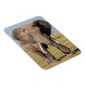 Elefant in aggressiver Pose Magnet (Rechte Seite)