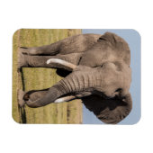 Elefant in aggressiver Pose Magnet (Horizontal)