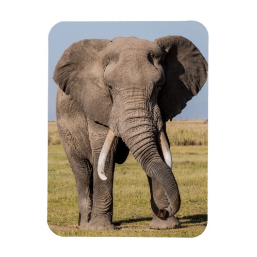 Elefant in aggressiver Pose Magnet (Vertikal)