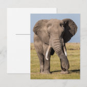 Elefant in aggressiver Pose Postkarte (Vorne/Hinten)