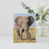 Elefant in aggressiver Pose Postkarte (Stehend Vorderseite)