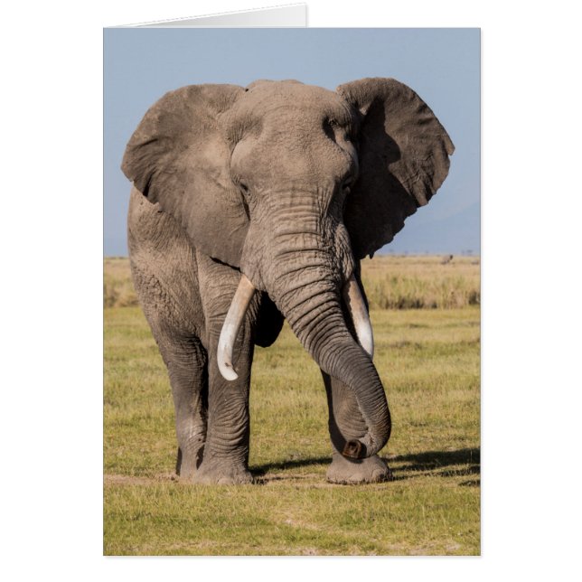 Elefant in einer aggressiven Pose (Vorne)