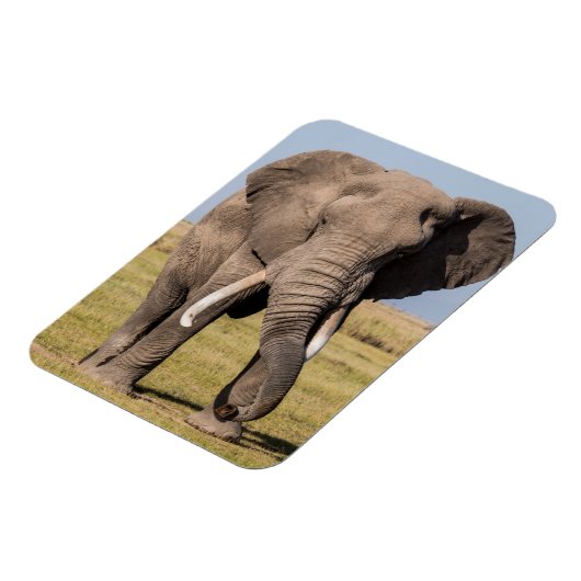 Elefant in einer aggressiven Pose Magnet (Linke Seite)