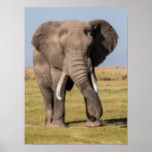 Elefant in einer aggressiven Pose Poster (Vorne)
