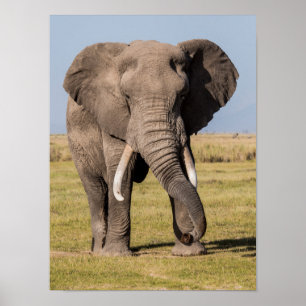 Elefant in einer aggressiven Pose Poster