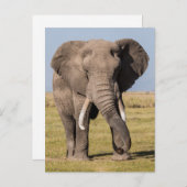 Elefant in einer aggressiven Pose Postkarte (Vorne/Hinten)