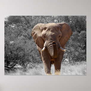 Elefant in Namibia Poster