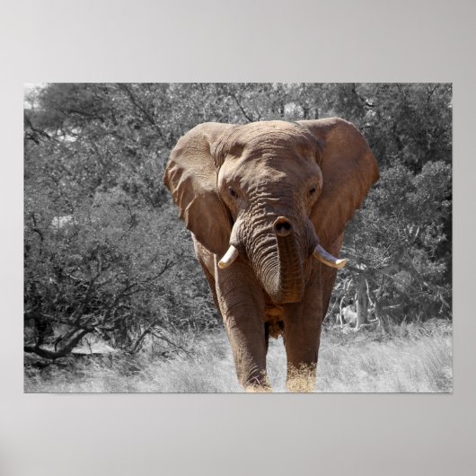 Elefant in Namibia Poster (Vorne)
