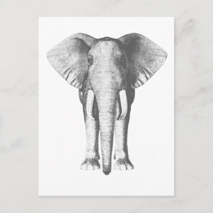 Elefant in Schwarz und Weiß Postkarte