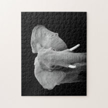 Elefant in Schwarz und Weiß