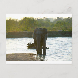 Elefant in Waterhole Postkarte