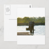 Elefant in Waterhole Postkarte (Vorne/Hinten)