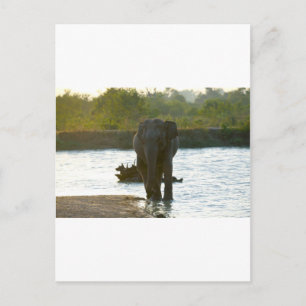 Elefant in Waterhole Postkarte
