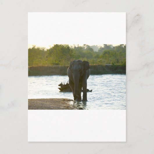 Elefant in Waterhole Postkarte (Vorderseite)