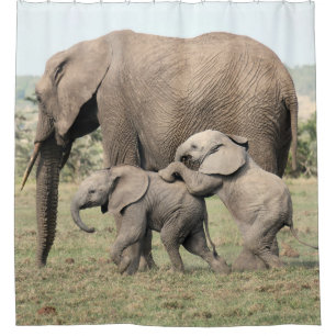 Elefant-Kälber, die Duschvorhang spielen