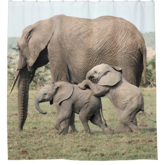 Elefant-Kälber, die Duschvorhang spielen (Vorderseite)