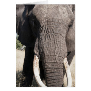 Elefant (Loxodonta africana), Abu Camp 3