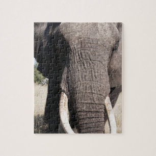 Elefant (Loxodonta africana), Abu Camp 3 Puzzle