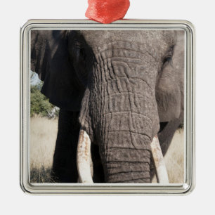 Elefant (Loxodonta africana), Abu Camp 3 Silbernes Ornament