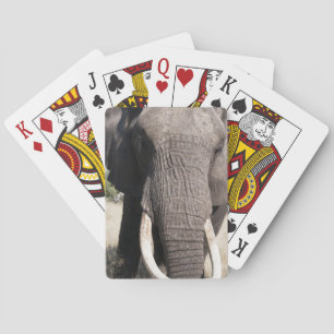 Elefant (Loxodonta africana), Abu Camp 3 Spielkarten