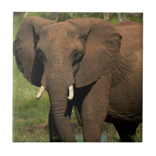 Elefant (Loxodonta Africana), Hwange National Fliese