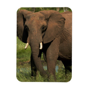 Elefant (Loxodonta Africana), Hwange National Magnet