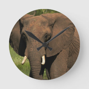 Elefant (Loxodonta Africana), Hwange National Runde Wanduhr