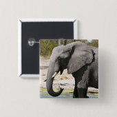 Elefant (Loxodonta africana), Savute Channel Button (Vorne & Hinten)