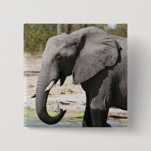 Elefant (Loxodonta africana), Savute Channel Button (Vorderseite)