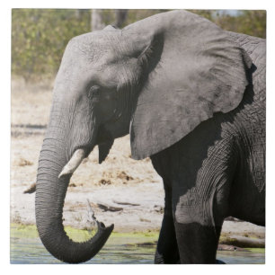 Elefant (Loxodonta africana), Savute Channel Fliese