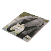 Elefant (Loxodonta africana), Savute Channel Fliese (Seite)