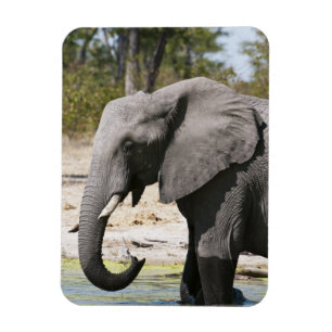 Elefant (Loxodonta africana), Savute Channel Magnet