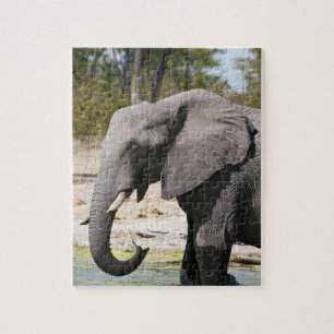 Elefant (Loxodonta africana), Savute Channel Puzzle