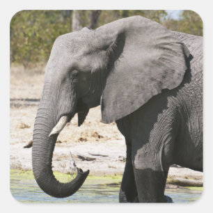 Elefant (Loxodonta africana), Savute Channel Quadratischer Aufkleber