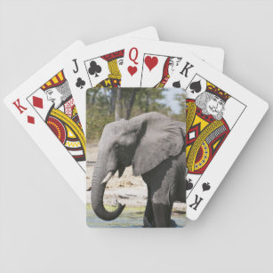 Elefant (Loxodonta africana), Savute Channel Spielkarten