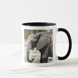 Elefant (Loxodonta africana), Savute Channel Tasse