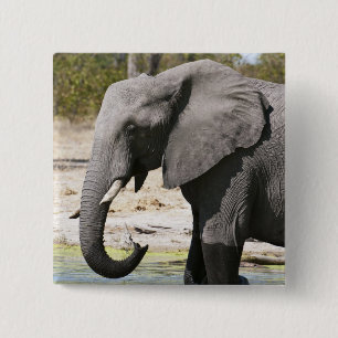 Elefant (Loxodonta africana), Savute-Kanal Button