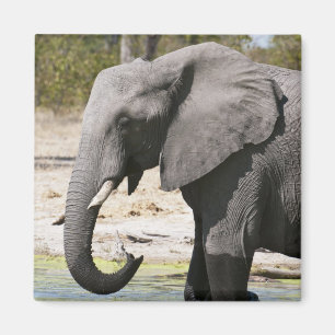 Elefant (Loxodonta africana), Savute Kanal Magnet