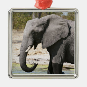 Elefant (Loxodonta africana), Savute-Kanal Silbernes Ornament