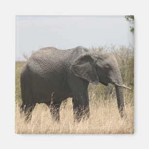 Elefant Magnet