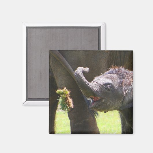 Elefant Magnet (Vorderseite/Rückseite)