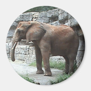 Elefant-Magnet Magnet