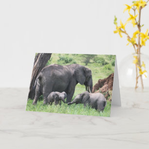 Elefant mit Calves Wildlife Baby Animals Foto Karte