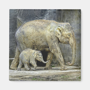 Elefant mit neugeborenem Magneten Magnet