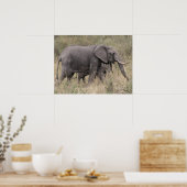 Elefant mit Stoßzähnen Poster (Küche)