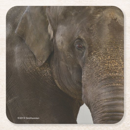 Elefant Oben-Nah Rechteckiger Pappuntersetzer (Vorderseite)