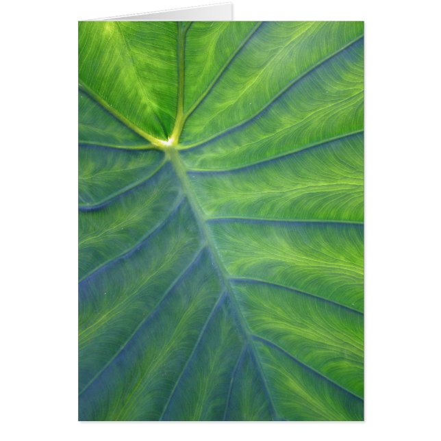 Elefant-Ohren - Colocasia (Vorne)