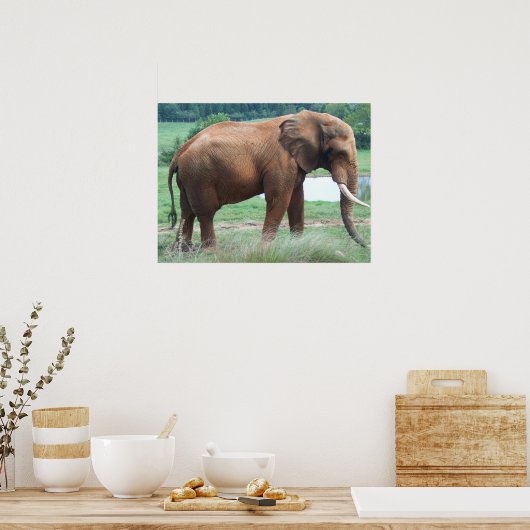 Elefant Poster (Küche)
